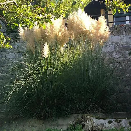 Villa Silvana